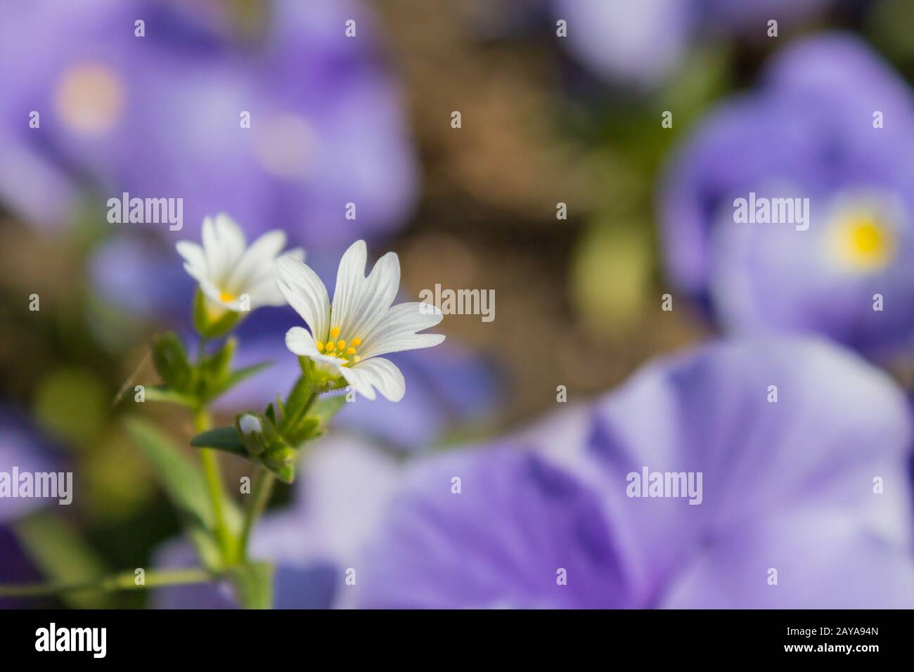 La più grande Stitchwort è un fiore grazioso che compare nel bosco e nei hedgerows in primavera. Foto Stock