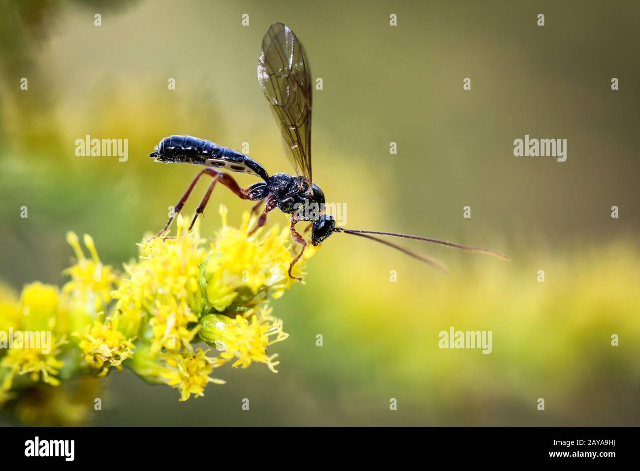 un'ape, vespa, insetto su un fiore, pianta Foto Stock