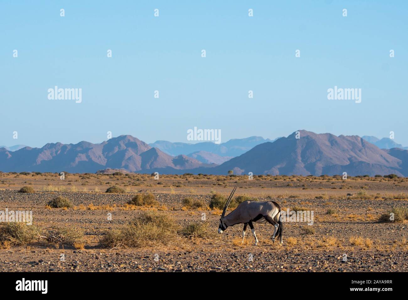 Un orice sudafricano (Oryx gazellaat), chiamato anche Gemsbok o gemsbuck, sta alimentando piante desertiche nella zona di Sossusvlei, Namib-Naukluft National Par Foto Stock