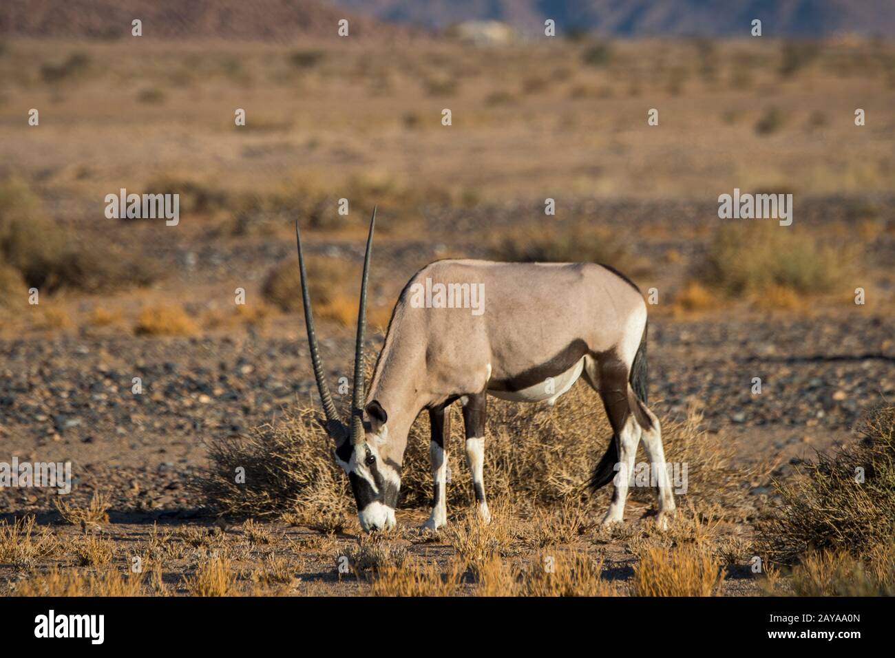Un orice sudafricano (Oryx gazellaat), chiamato anche Gemsbok o gemsbuck, sta alimentando piante desertiche nella zona di Sossusvlei, Namib-Naukluft National Par Foto Stock