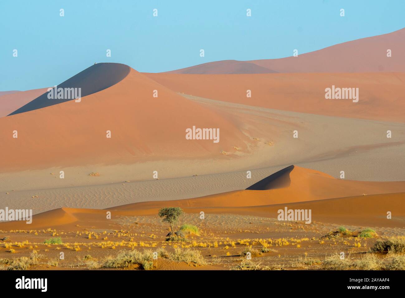 Vista della Daddy duna alta 325 metri, la più alta duna della zona di Sossusvlei, il Parco Nazionale Namib-Naukluft in Namibia. Foto Stock