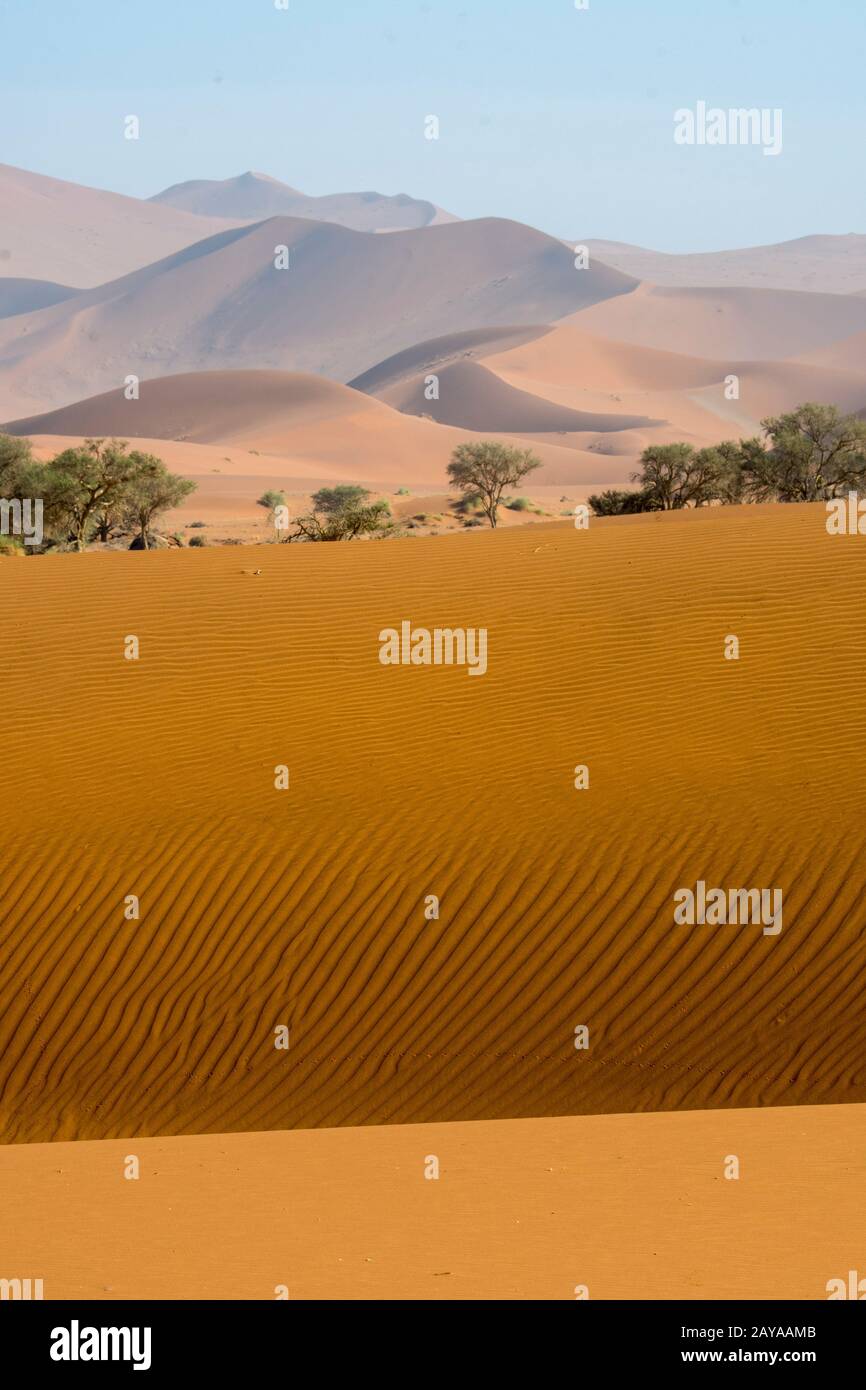 Una duna di sabbia rosa con increspature formate dal vento a Sossusvlei, il Parco Nazionale Namib-Naukluft in Namibia. Foto Stock