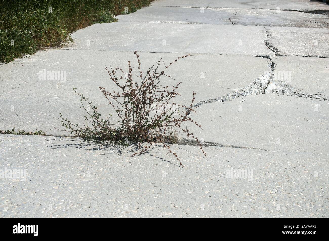 Spaccatura nella soletta in calcestruzzo della passeggiata costiera come risultato di mare erosione di acqua Foto Stock