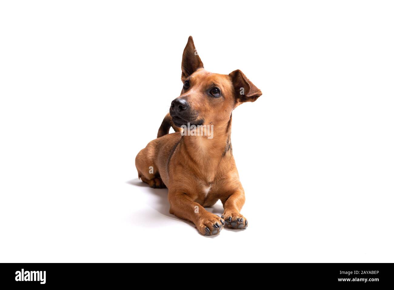 Giovane e piccolo cane marrone isolato su sfondo bianco Foto Stock