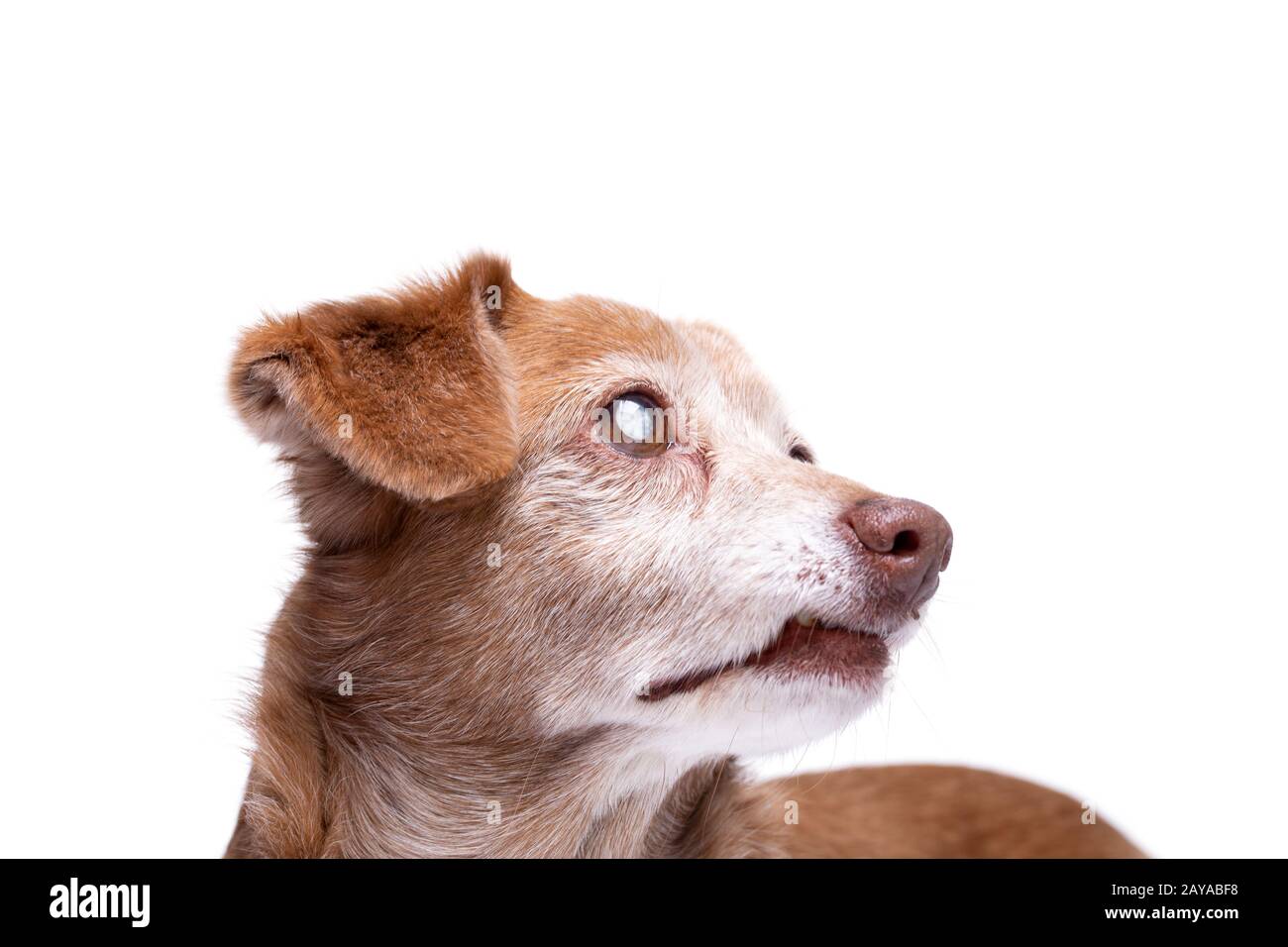 Cane anziano con cataratta negli occhi isolato su uno sfondo bianco. Foto Stock