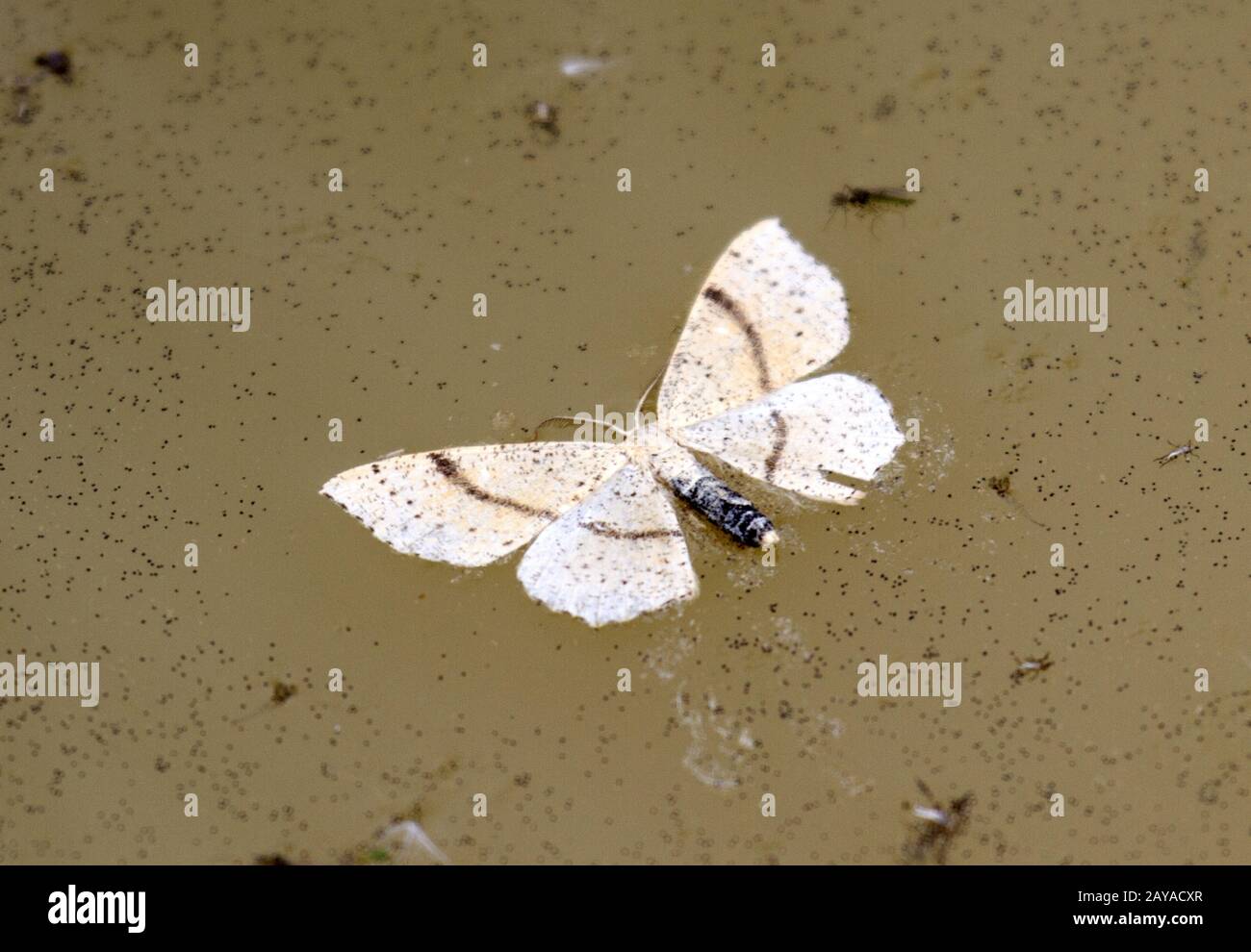 Tenditore per burattini con cintura in rovere punteggiata, Butterfly, Wahner Heide, Germania Foto Stock