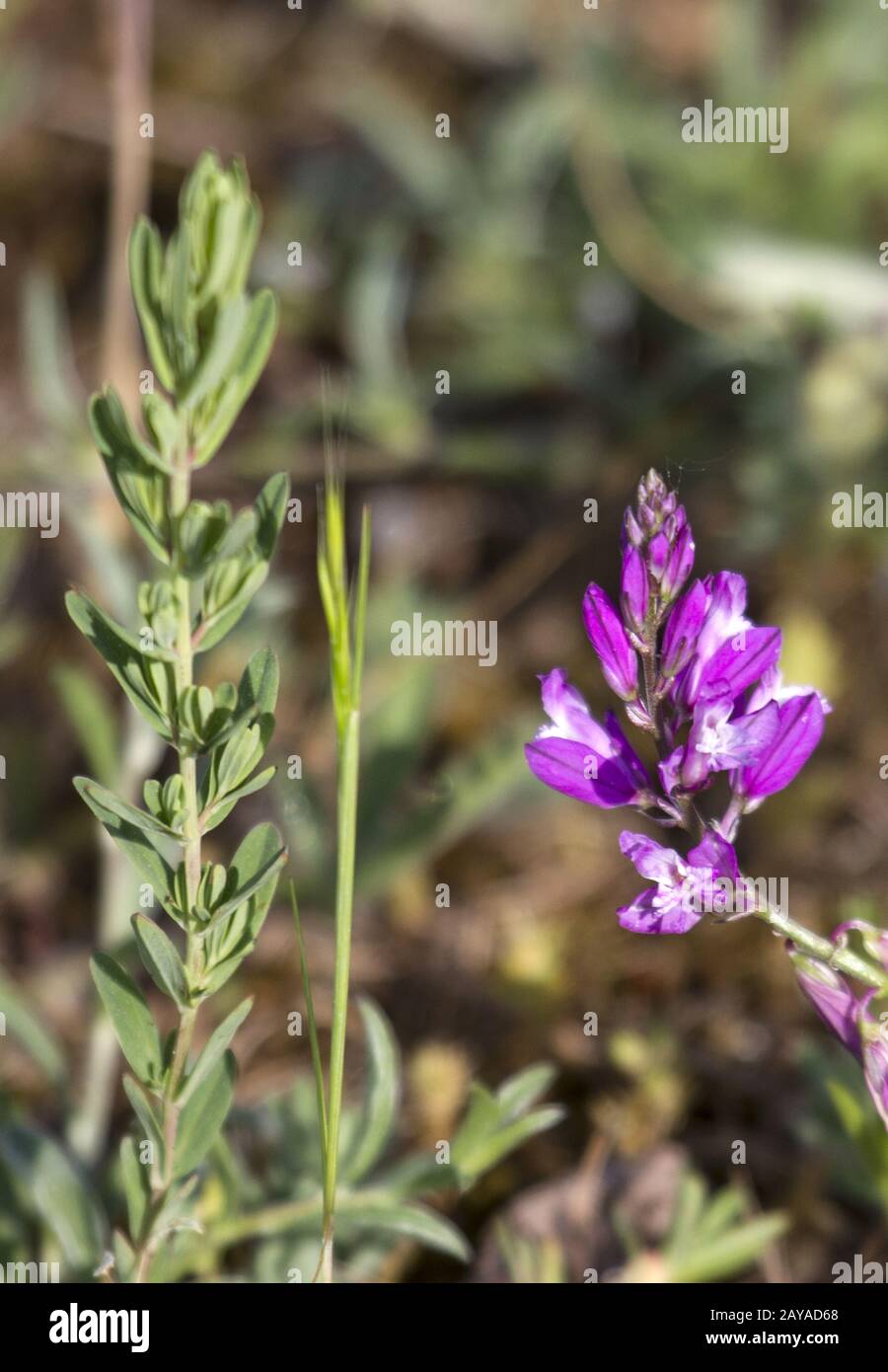 Tragacanth, Studen, Kladenets, Bulgaria Foto Stock