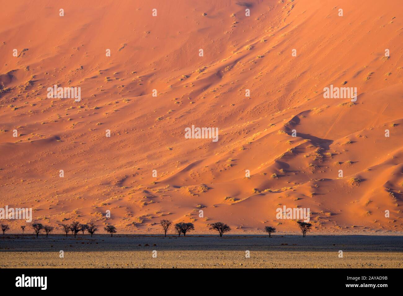 Dettaglio di un modello di dune di sabbia rosa nella zona di Sossusvlei, Parco Nazionale Namib-Naukluft in Namibia. Foto Stock