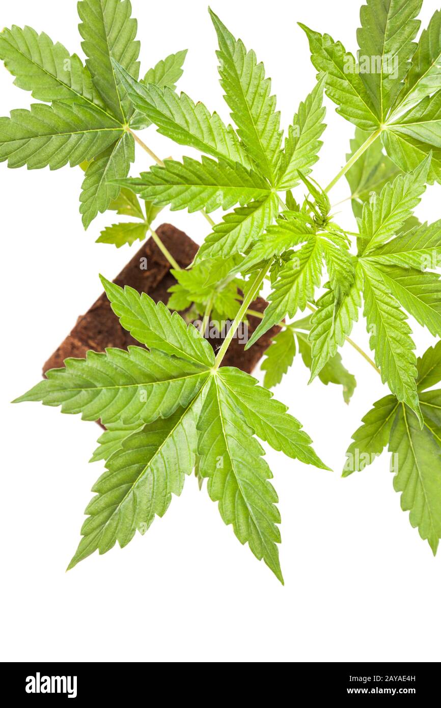 Cannabis sativa automatica autoflowering pianta giovane isolata su sfondo bianco. Medicina Foto Stock
