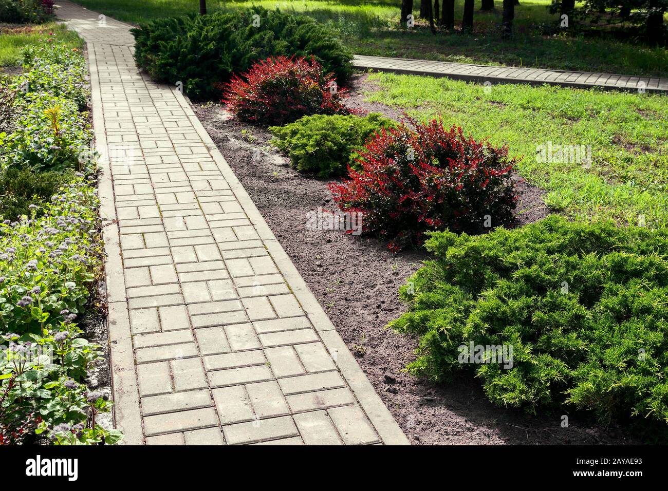 Sentiero nel Parco con splendidi arbusti ornamentali Foto Stock