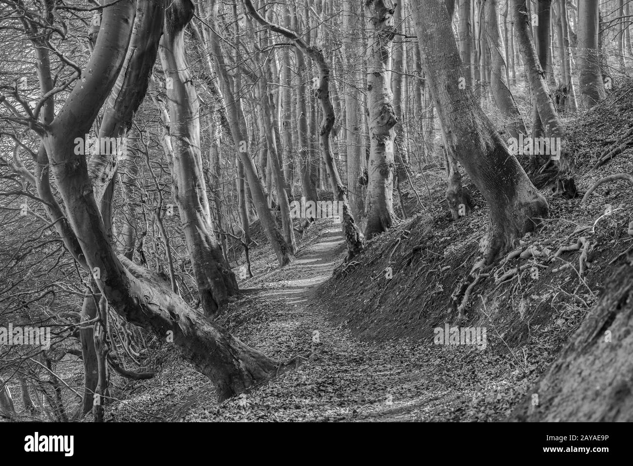 Nella foresta di faggio di Lohme Foto Stock