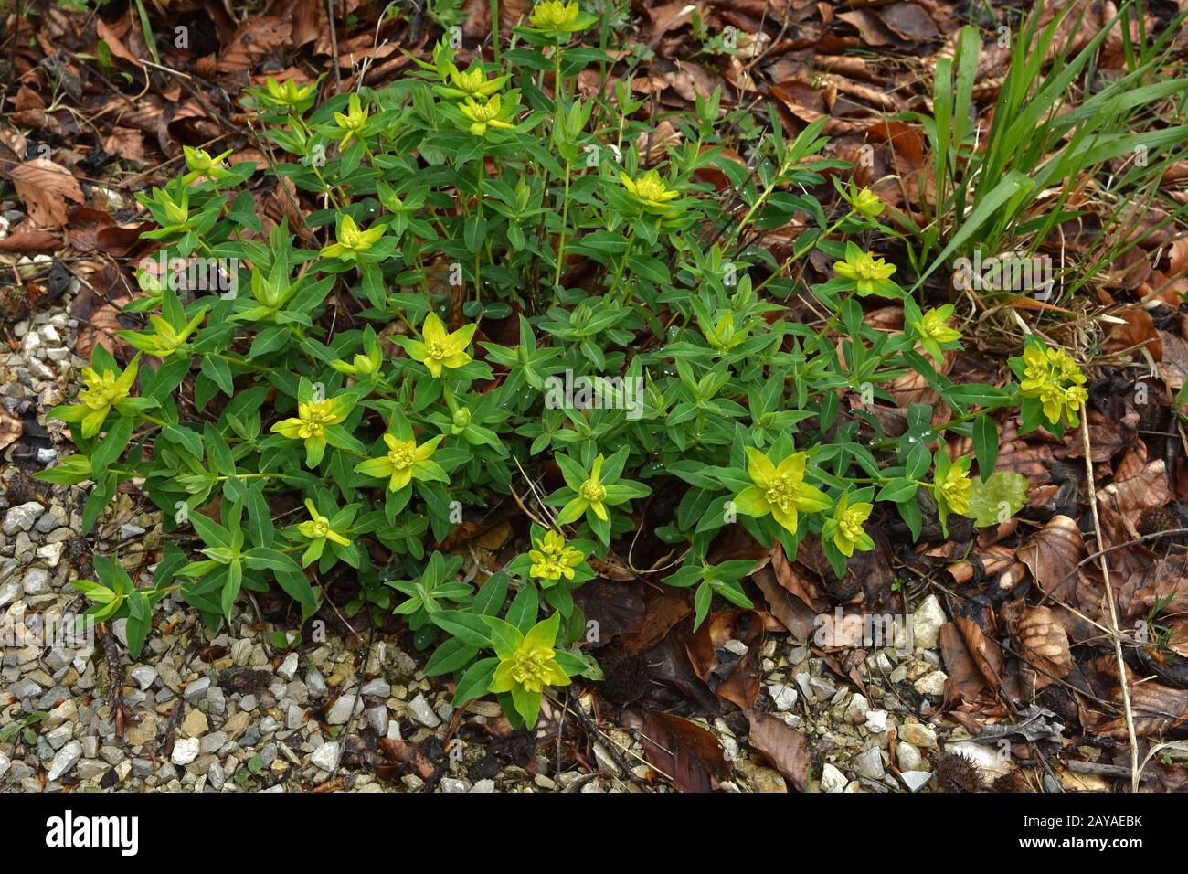 euforbia cuscino, spurge cuscino Foto Stock