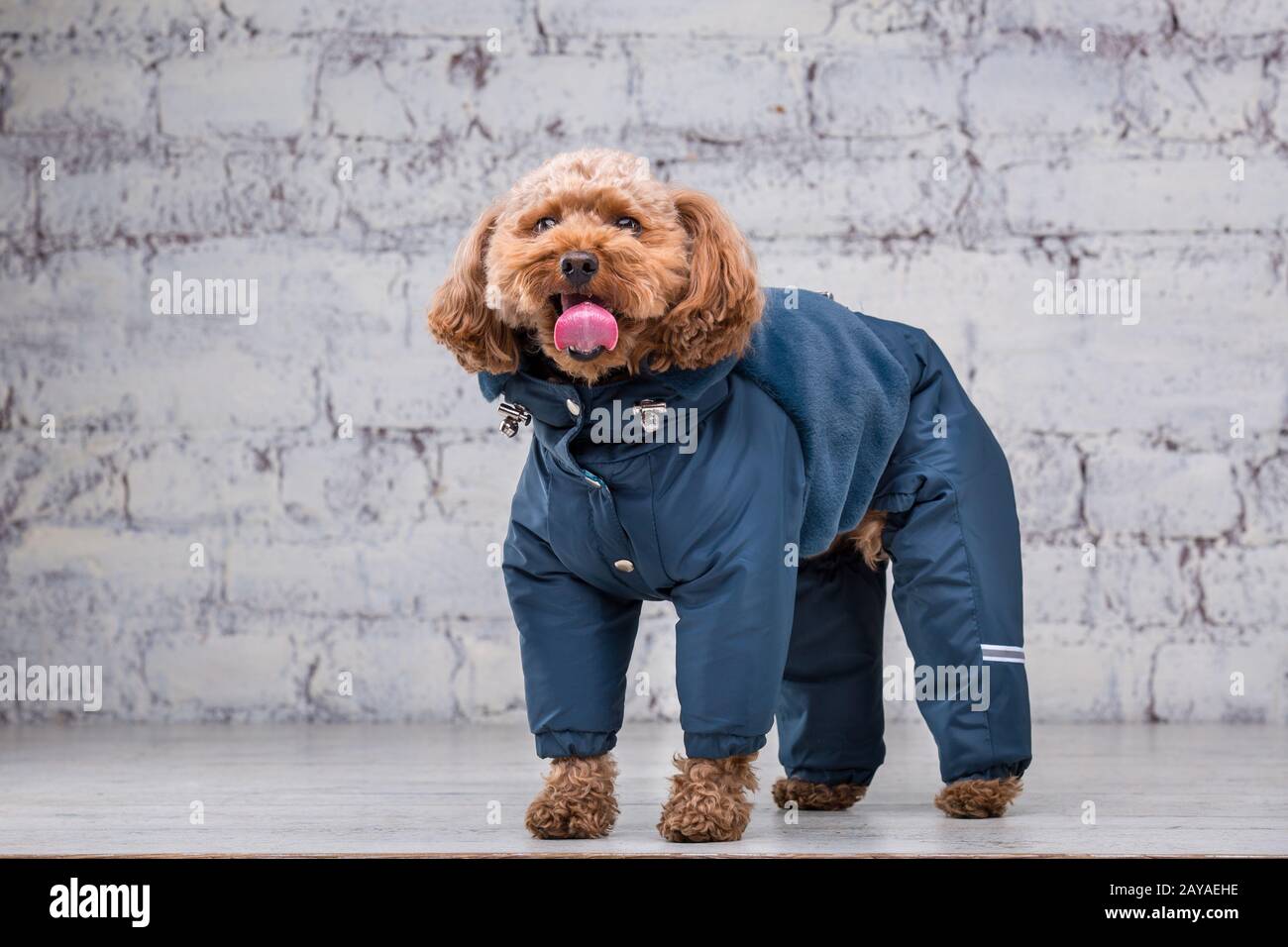 Piccolo divertente cane di colore marrone con capelli ricci di razza puodle giocattolo in posa in vestiti per cani. Accessori per soggetto e moda Foto Stock