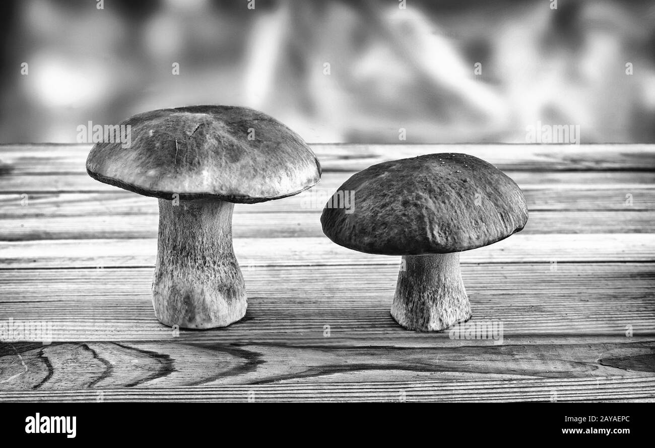 Due funghi porcini sulla superficie del tavolo. Foto Stock