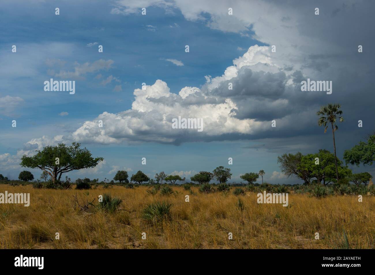 Nuvole di pioggia che si avvicinano sopra il paesaggio asciutto della Concessione di Jao, Delta di Okavango in Botswana. Foto Stock