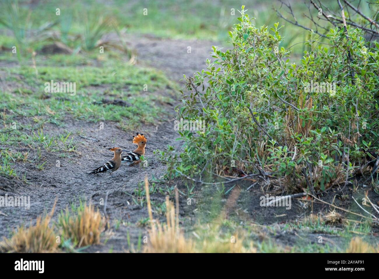 Hoopoes africani (Uppa afrugana) alla ricerca di insetti sul terreno nella concessione Jao, Wildlife, Delta Okavango in Botswana. Foto Stock