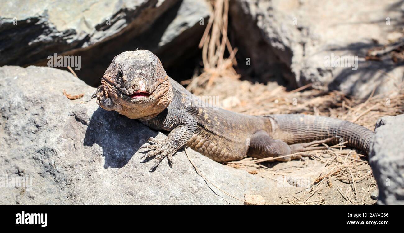 Il Gran Canarie Lucertola Gigante, Canarie Lizard, Gekko Foto Stock