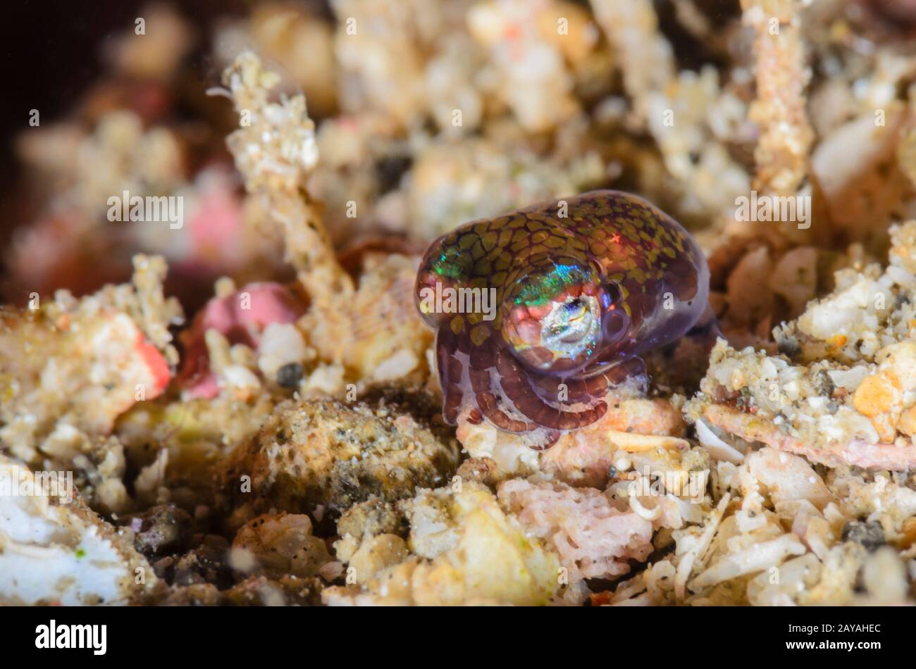 Calamari Di Bobbail Di Berry, Euprymna Berryj, Stretto Di Lembeh, Sulawesi Del Nord, Indonesia, Pacifico Foto Stock