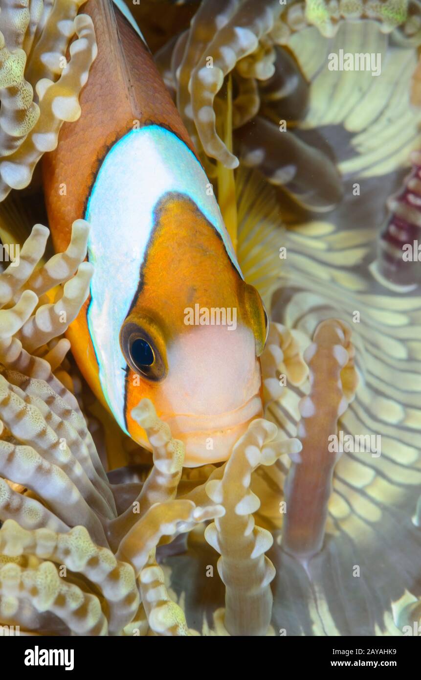 Anemonefish di Clark, clarkii di Amphiprion, stretto di Lembeh, Sulawesi del Nord, Indonesia, Pacifico Foto Stock