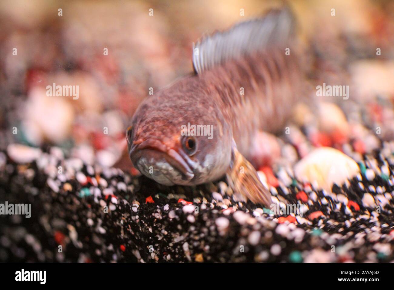 Dettaglio di un fango testa di pesce in acquario Foto Stock
