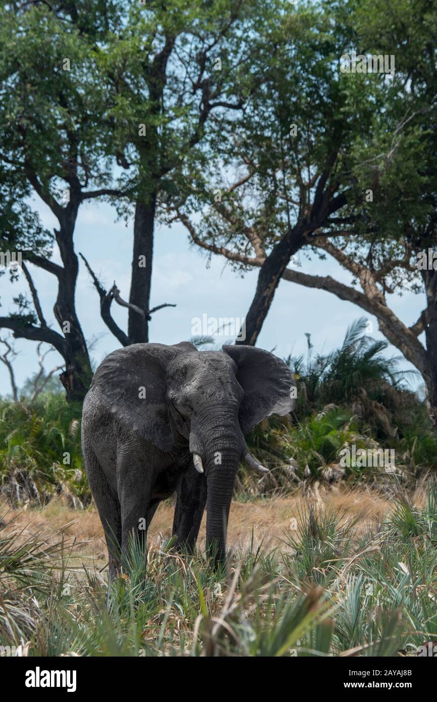 Un elefante africano (Loxodonta africana) sta alimentando sulla vegetazione nella concessione di Jao, Wildlife, Delta di Okavango in Botswana. Foto Stock