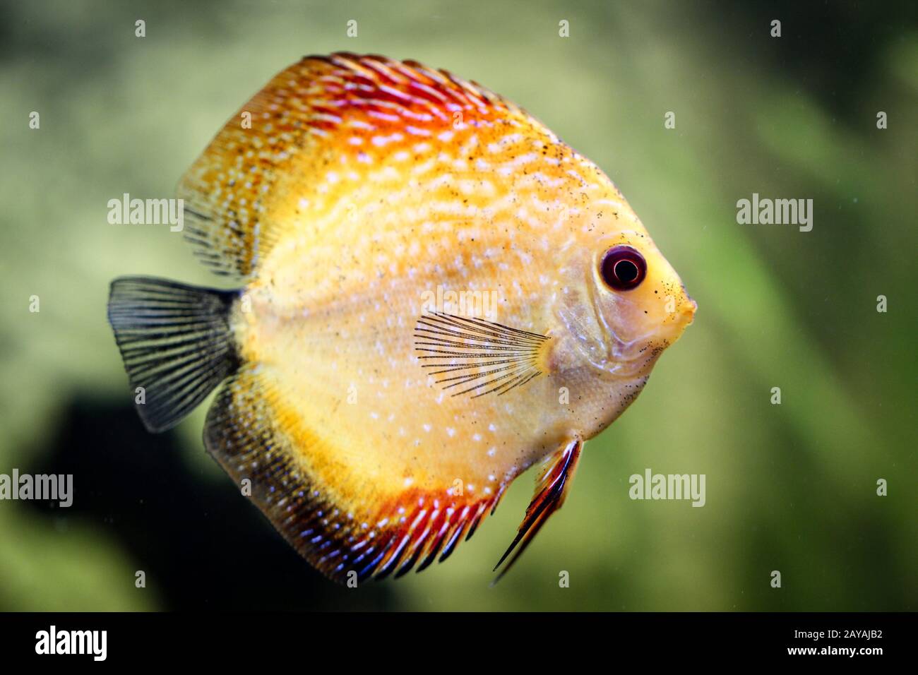 Discus Pesce Nell Acquario I Discus Sono Pesci Del Genere Symphysodon Foto Stock Alamy