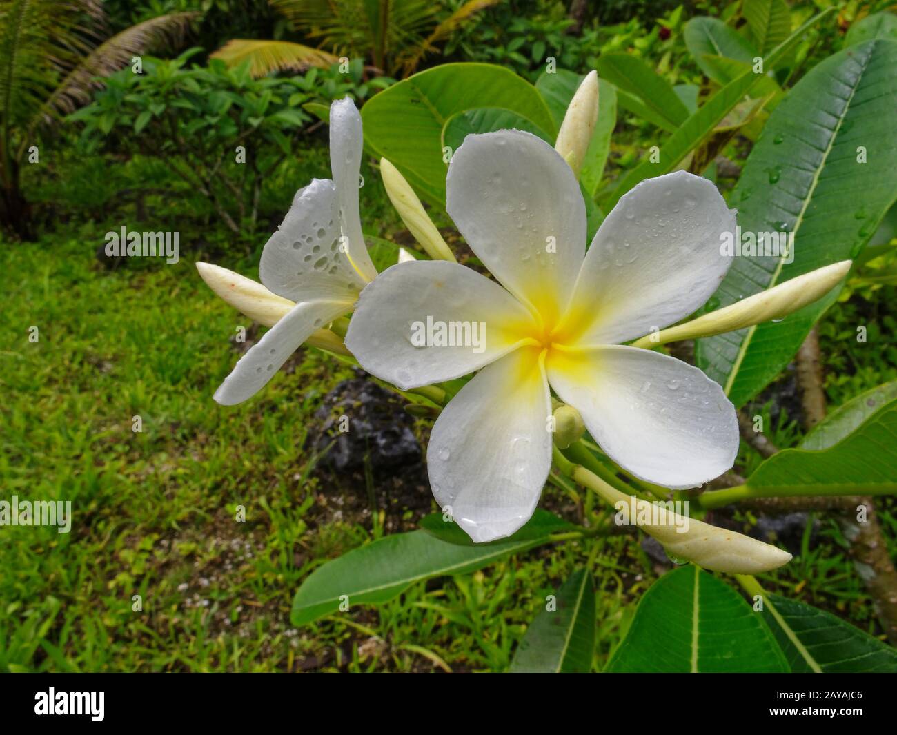 Gocce d'acqua di rugiada sui fiori e boccioli di Franjipani che crescono a Niue. Foto Stock