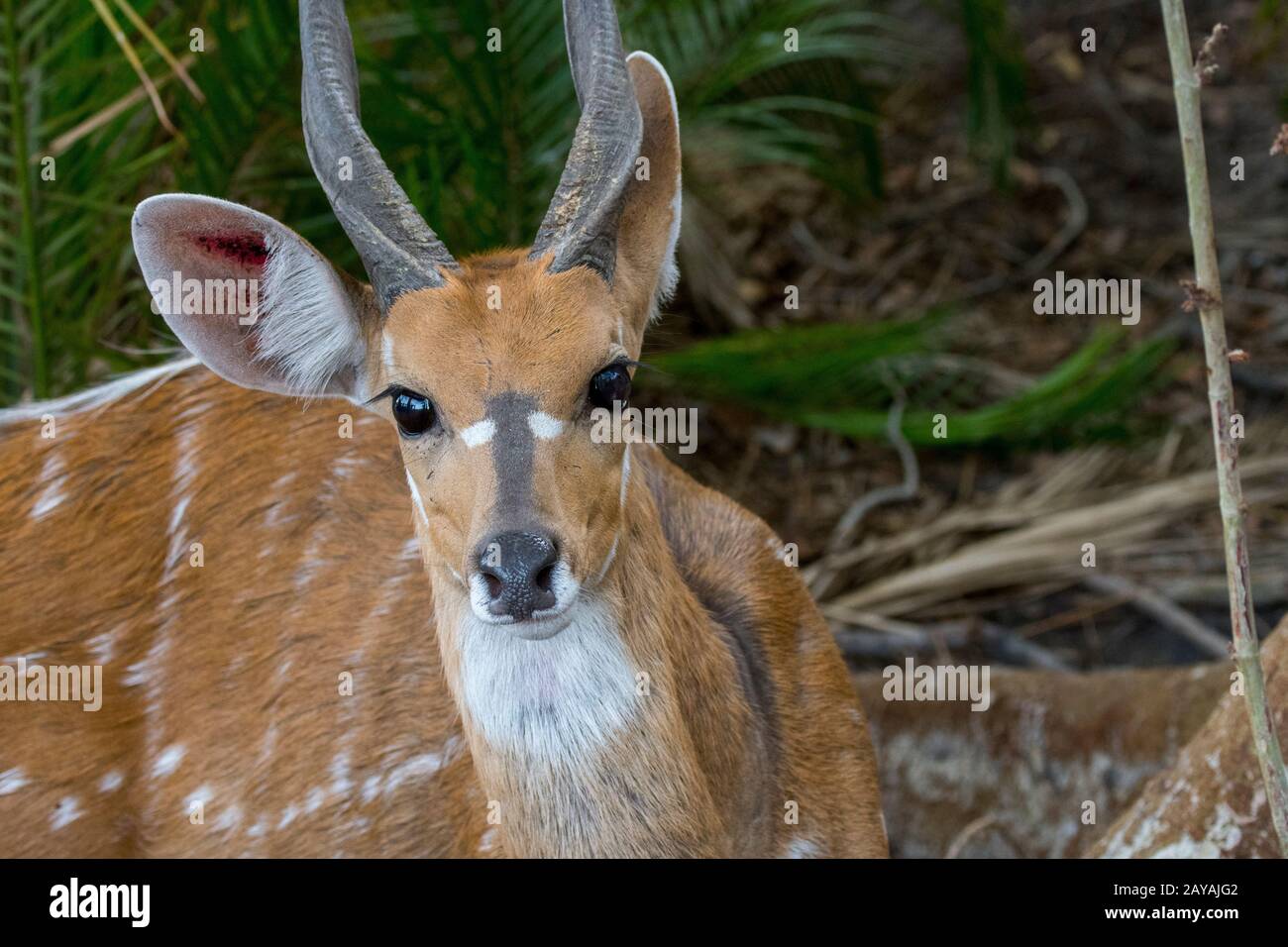 Primo piano di Un Bushbuck maschio (Tragelaphus scriptus) nella Concessione Jao, Delta Okavango in Botswana. Foto Stock