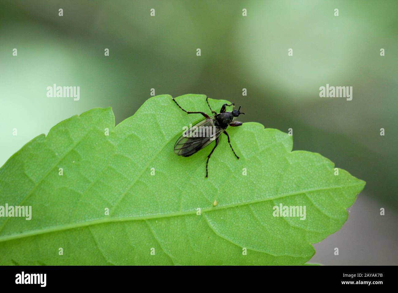 Dettagli di una mosca, Macro di una mosca Foto Stock