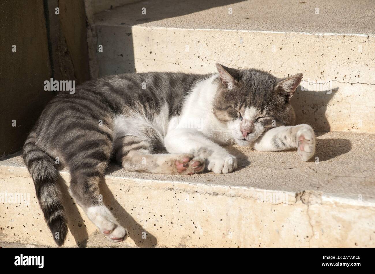 Dormendo sui gradini street cat closeup nella soleggiata giornata estiva Foto Stock