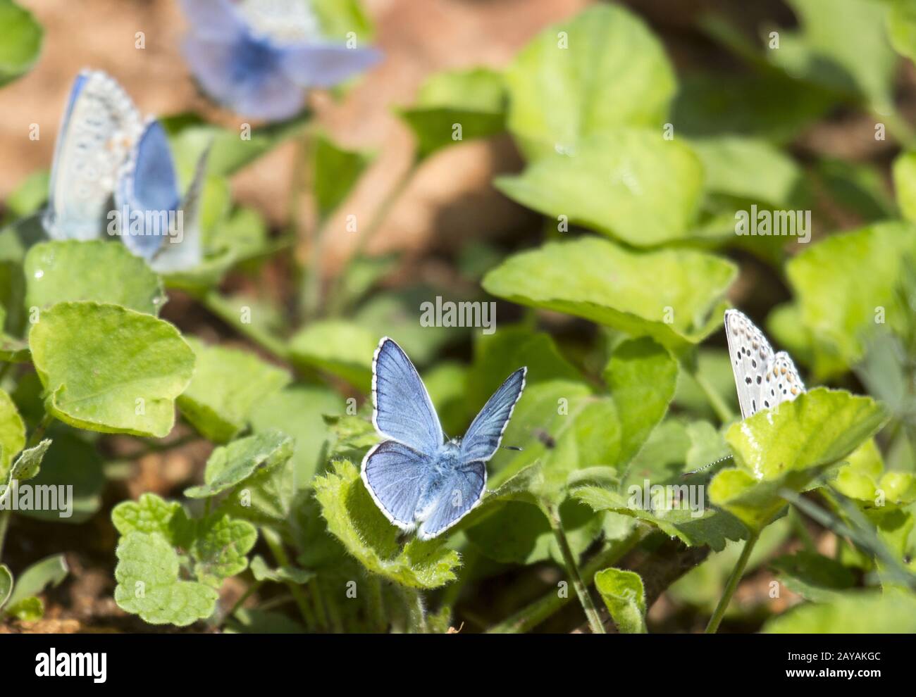 Bolata Area, Butterfly Hauhechsel Bläuling, Bulgaria, Europa orientale, Stati baltici Foto Stock
