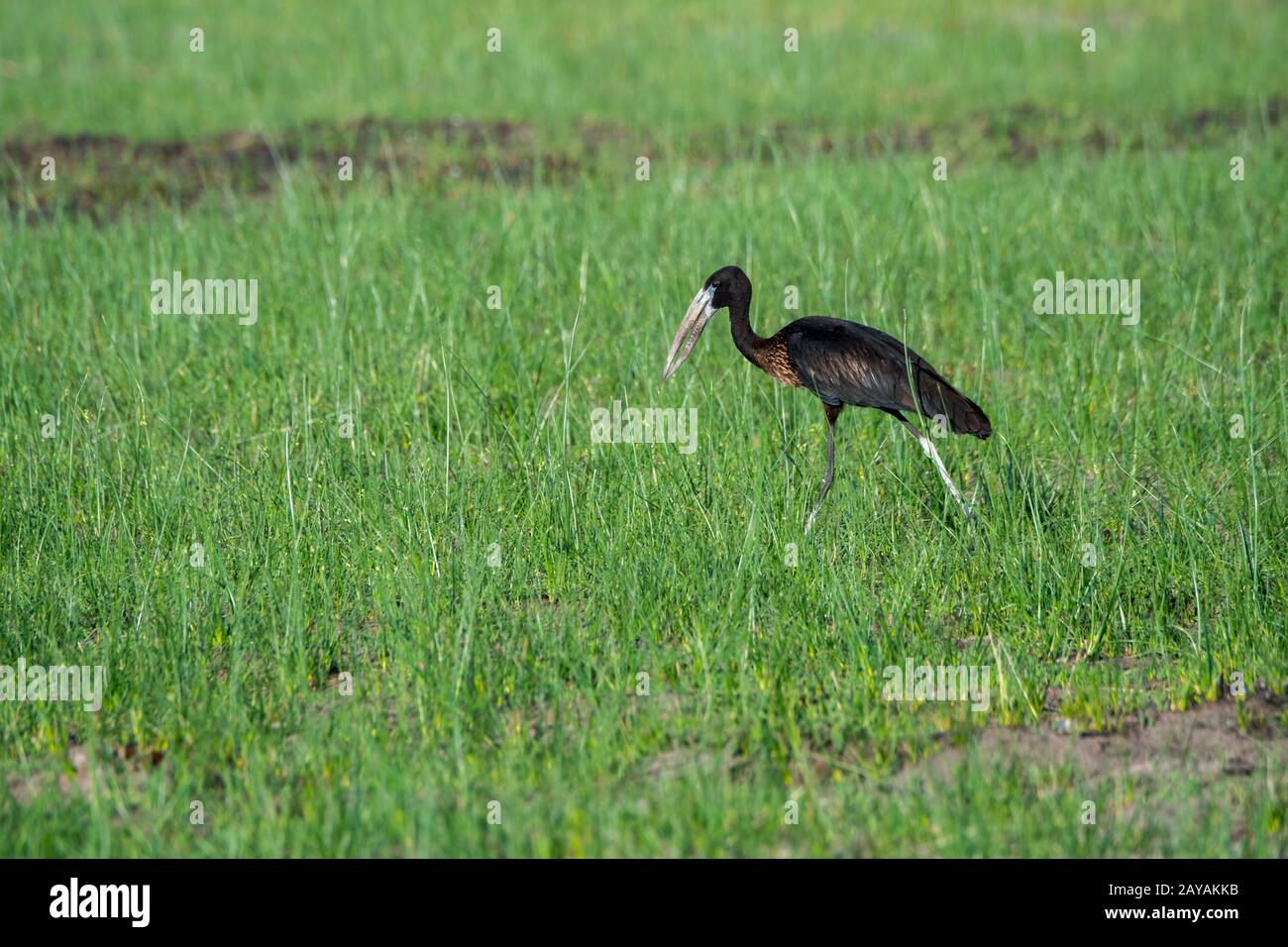 Un Openbill africano (Anastomus lamelligerus), una specie di cicogna, nella zona delle pianure di Gomoti, una concessione di gestione comunitaria, sul bordo della rivia di Gomoti Foto Stock