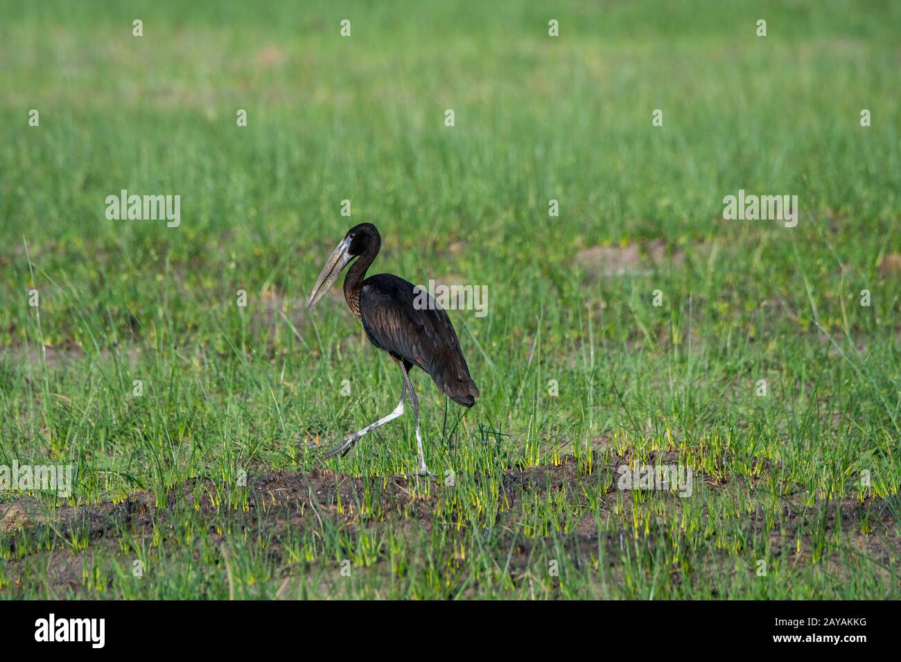 Un Openbill africano (Anastomus lamelligerus), una specie di cicogna, nella zona delle pianure di Gomoti, una concessione di gestione comunitaria, sul bordo della rivia di Gomoti Foto Stock