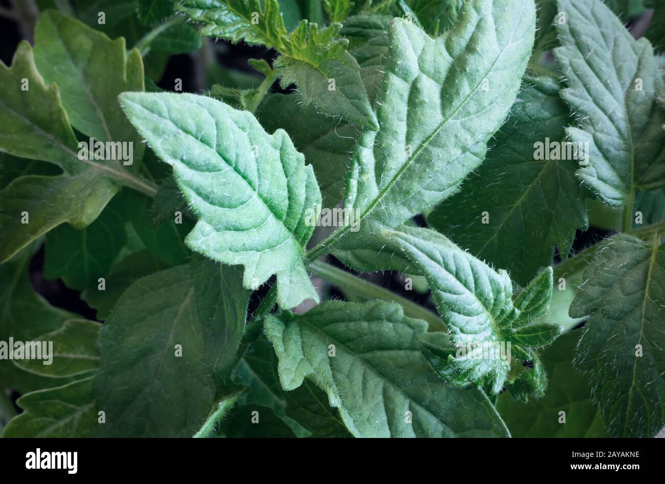 Foglie di giovani piantine di pomodoro in serra. Foto Stock