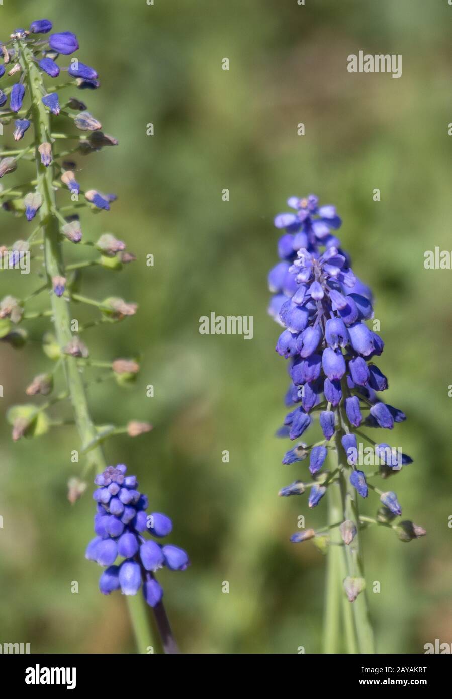 Rhodopen, uva armena Hyacinth, Bulgaria, Balcani, Esteurope Foto Stock