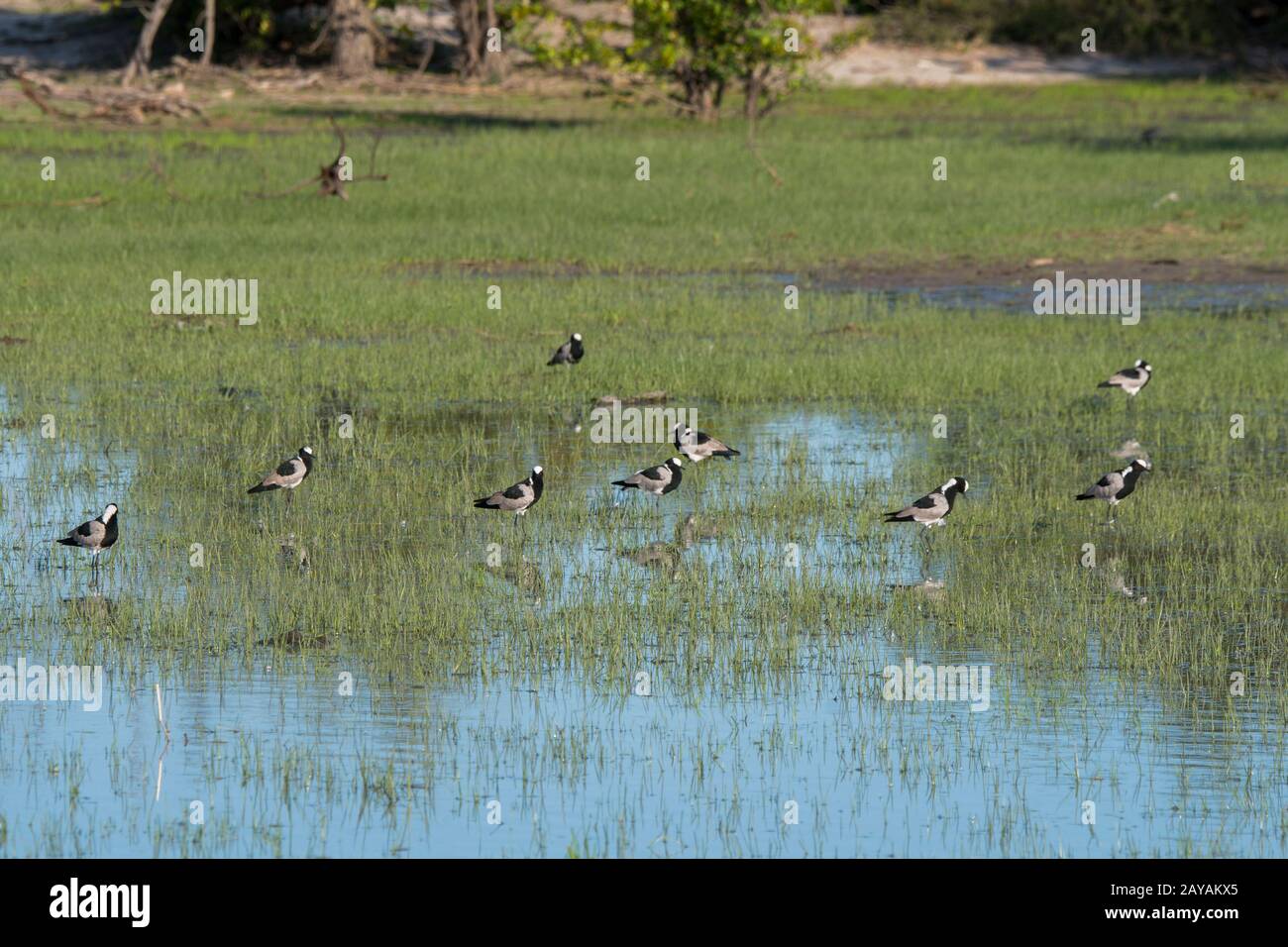 Merli di fabbro o merli di fabbro ( Vanellus armatus) su uno stagno nella zona delle pianure di Gomoti, una concessione di corsa della Comunità, sul bordo del Gomo Foto Stock