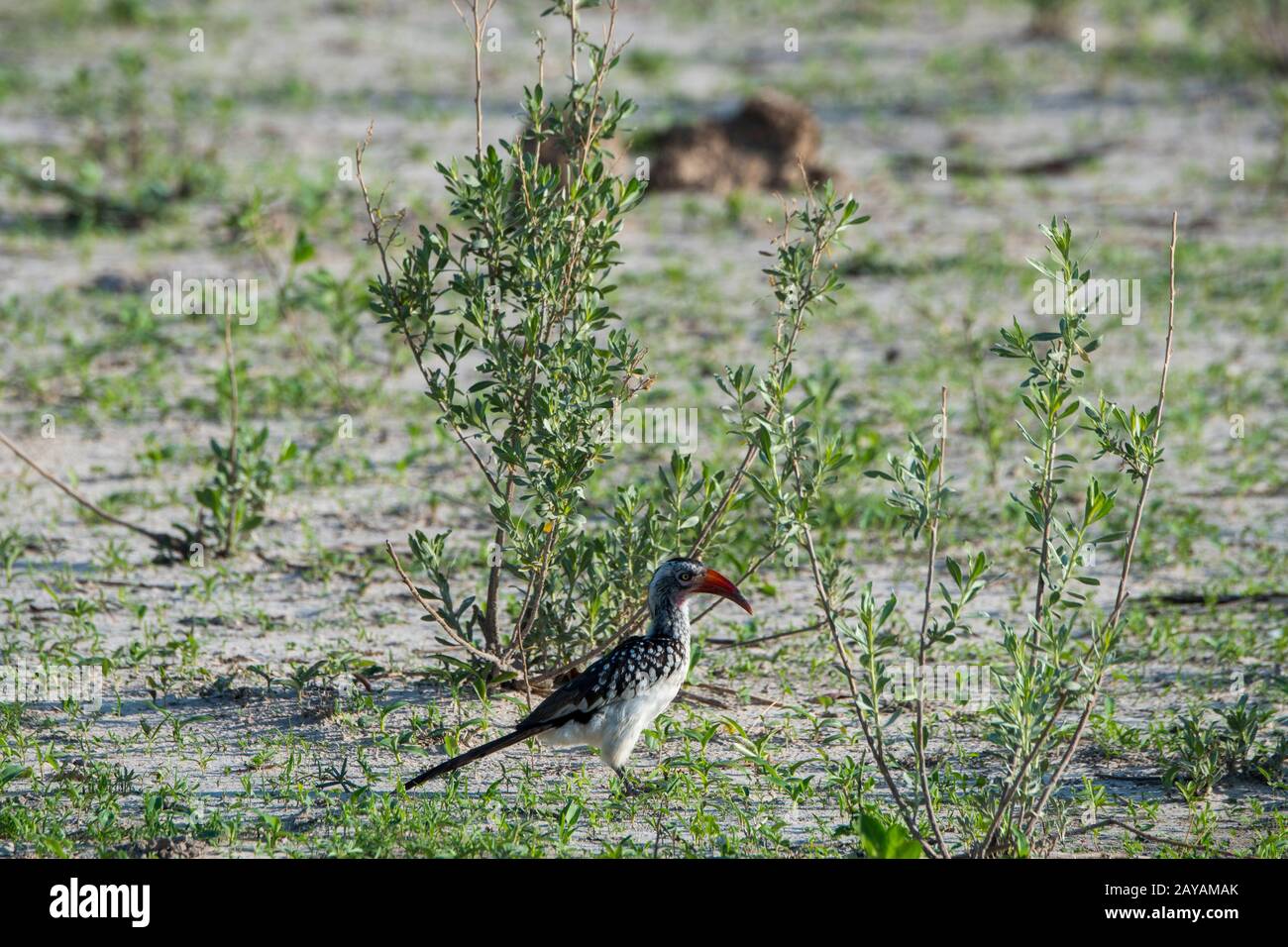 Un Hornbill (Tockus erythrorhynchus) è alla ricerca di insetti sul terreno nella zona delle pianure di Gomoti, una concessione di gestione comunitaria, sul bordo Foto Stock