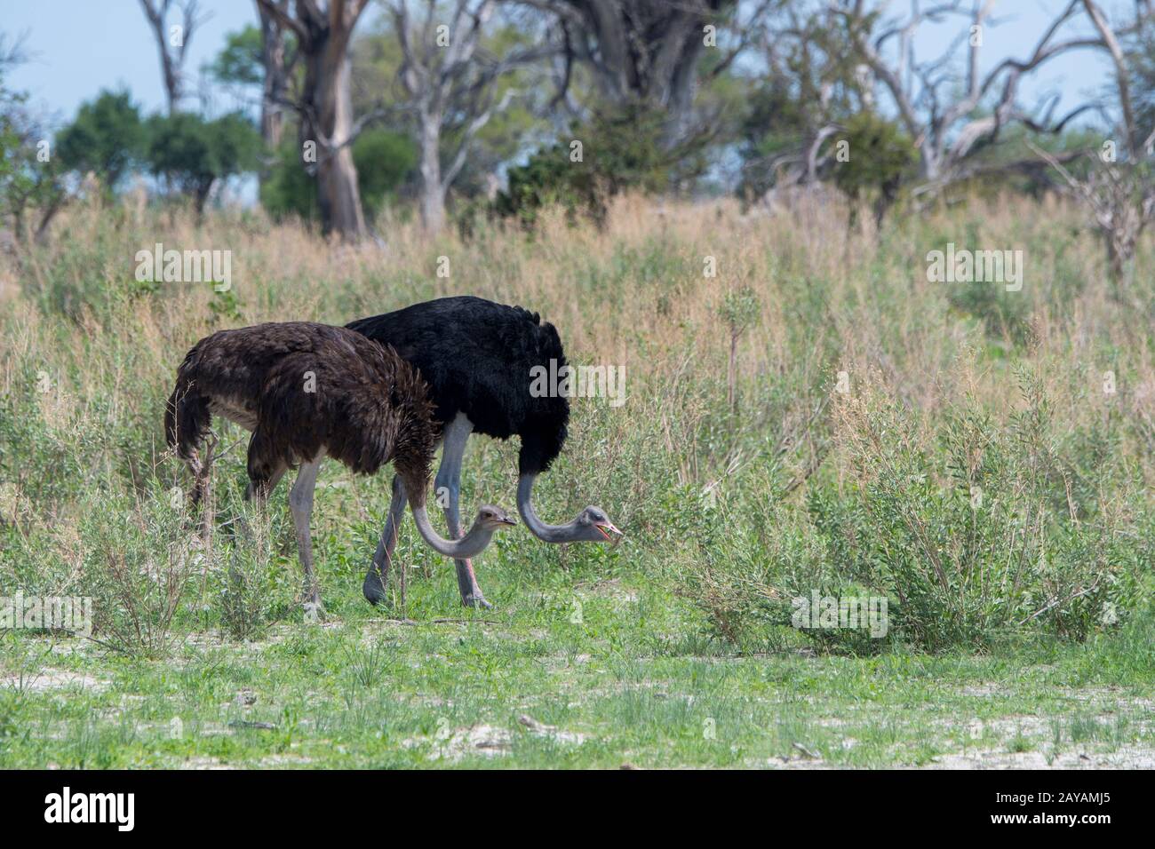 Una coppia Ostrich (Strutio camelus) che si nutriva nell'erba della zona delle pianure di Gomoti, una concessione a gestione comunitaria, sul bordo della syste del fiume Gomoti Foto Stock