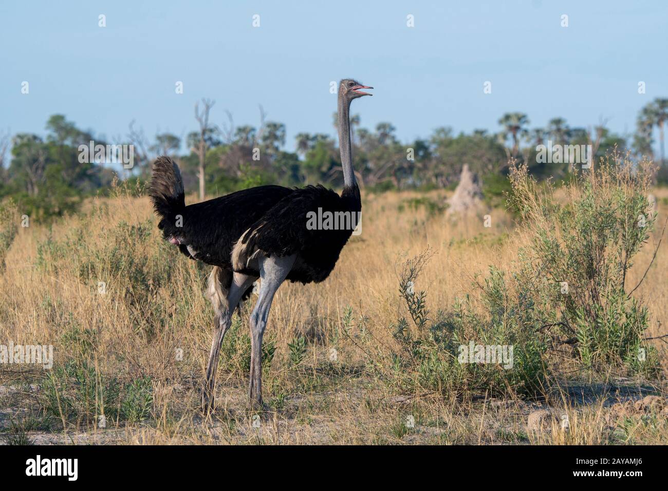 Un maschio Ostrich (Struthio camelus) nella zona delle pianure di Gomoti, una concessione di corsa della comunità, sul bordo del sistema del fiume Gomoti a sud-est dell'Okava Foto Stock