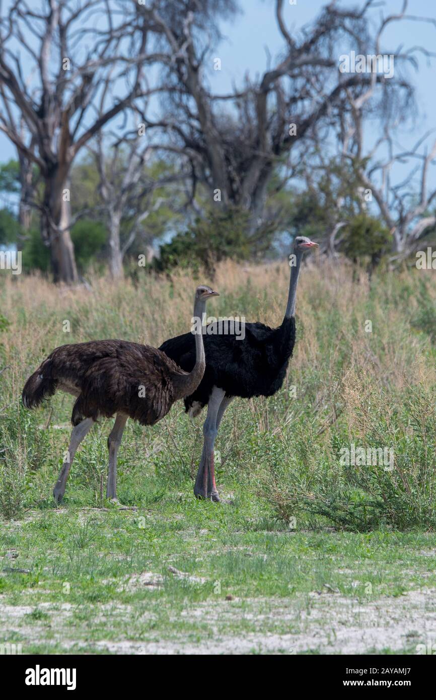 Una coppia Ostriche (Struthio camelus) nella zona delle pianure di Gomoti, una concessione di corsa della comunità, sul bordo del sistema del fiume Gomoti a sud-est del Ok Foto Stock