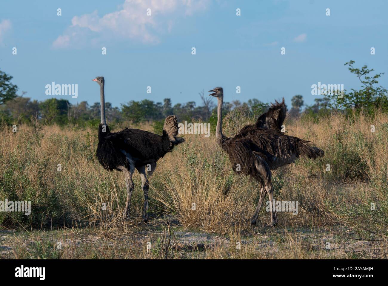Una coppia Ostrich (Struthio camelus) nella zona delle pianure di Gomoti, una concessione di corsa della comunità, sul bordo del sistema del fiume Gomoti a sud-est del Ok Foto Stock
