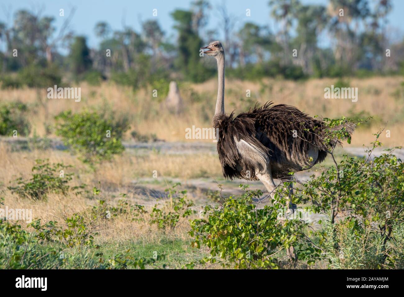 Una femmina Ostrich (Struthio camelus) nella zona delle pianure di Gomoti, una concessione a conduzione comunitaria, sul bordo del sistema fluviale di Gomoti a sud-est dell'Oka Foto Stock