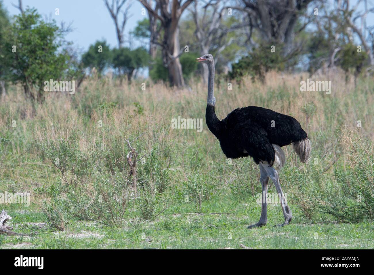 Un maschio Ostrich (Struthio camelus) nella zona delle pianure di Gomoti, una concessione di corsa della comunità, sul bordo del sistema del fiume Gomoti a sud-est dell'Okava Foto Stock