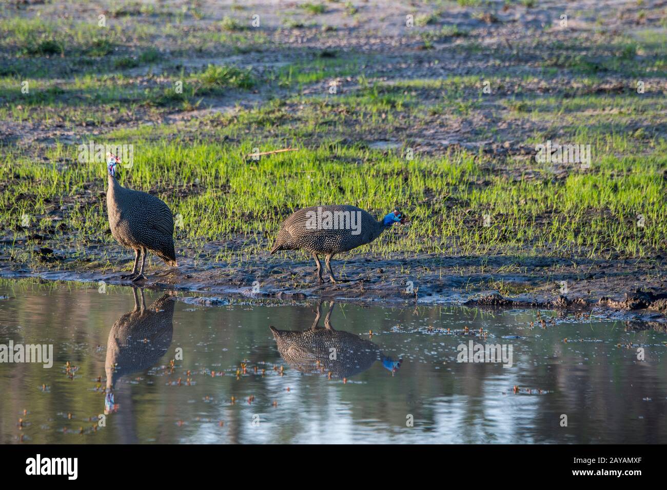 Guineafowl elmeted (Numida meleagris) acqua potabile in uno stagno nella zona delle pianure di Gomoti, una concessione di corsa della comunità, sul bordo del fiume Gomoti Foto Stock