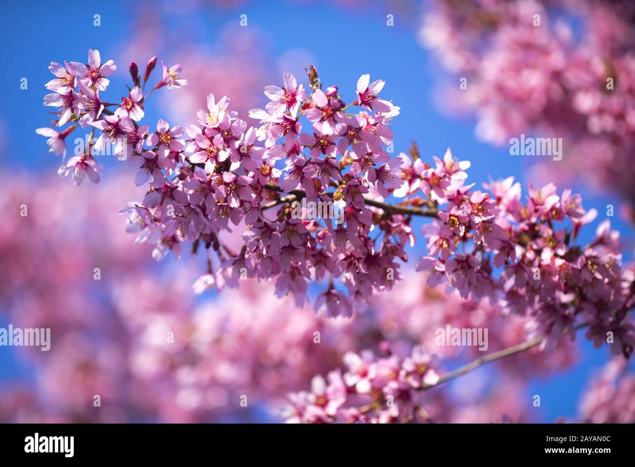 Oriental Cherry Blooming Foto Stock