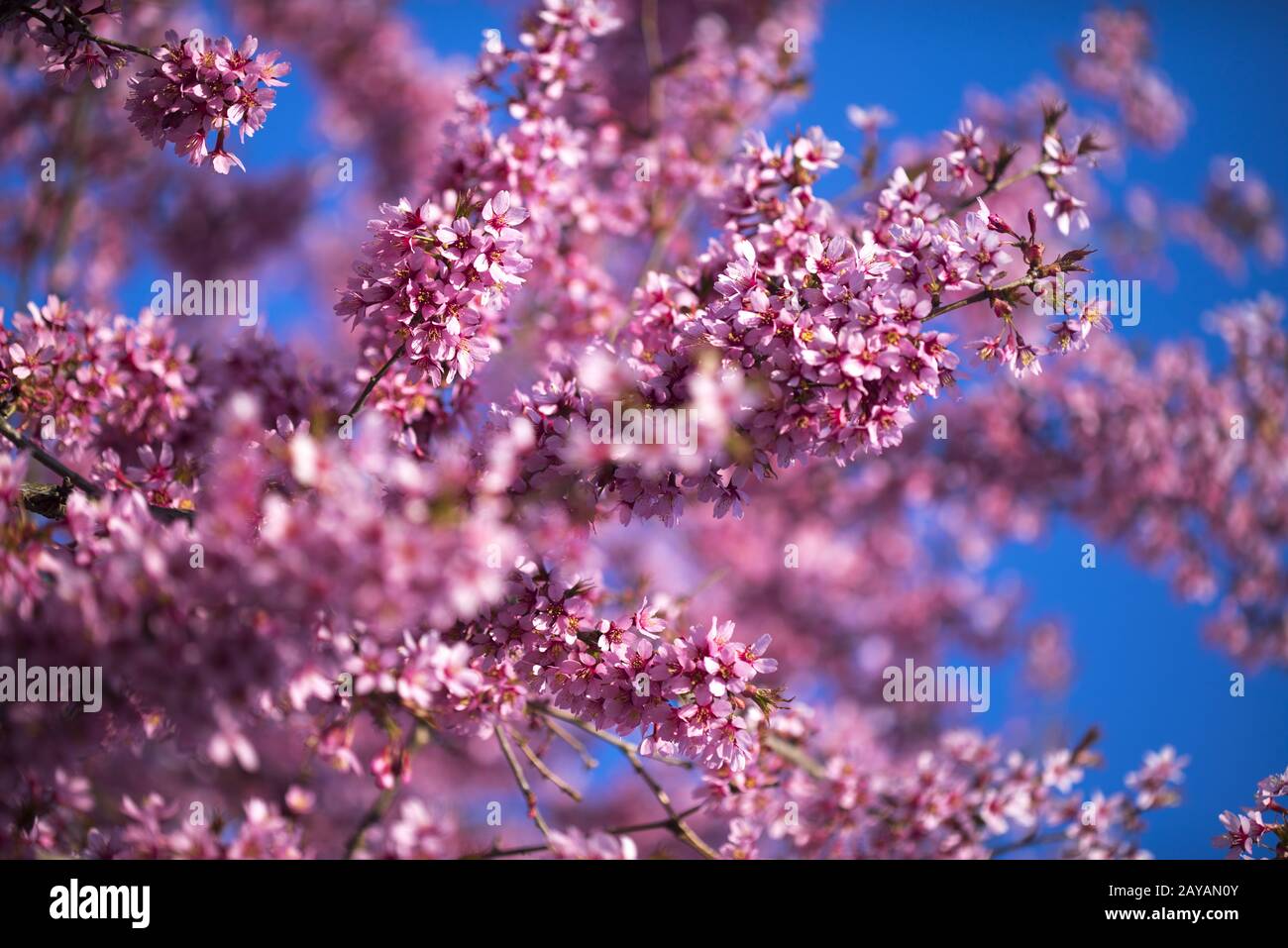 Oriental Cherry Blooming Foto Stock