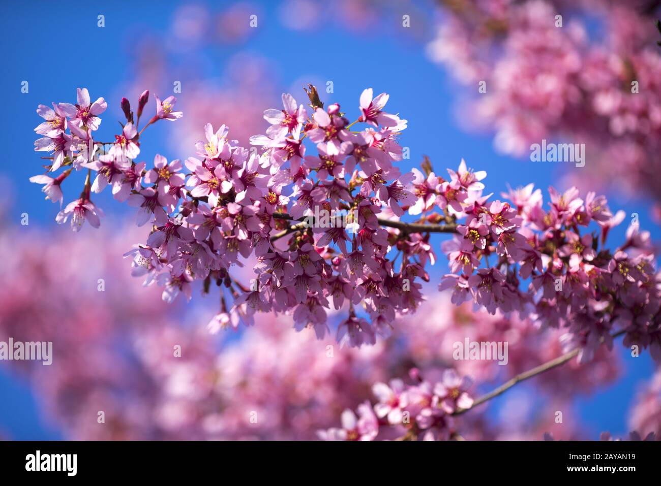 Oriental Cherry Blooming Foto Stock