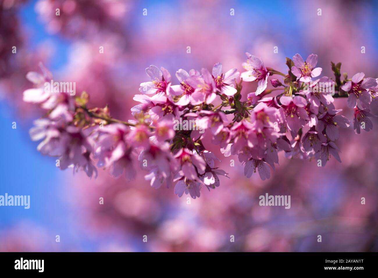 Oriental Cherry Blooming Foto Stock