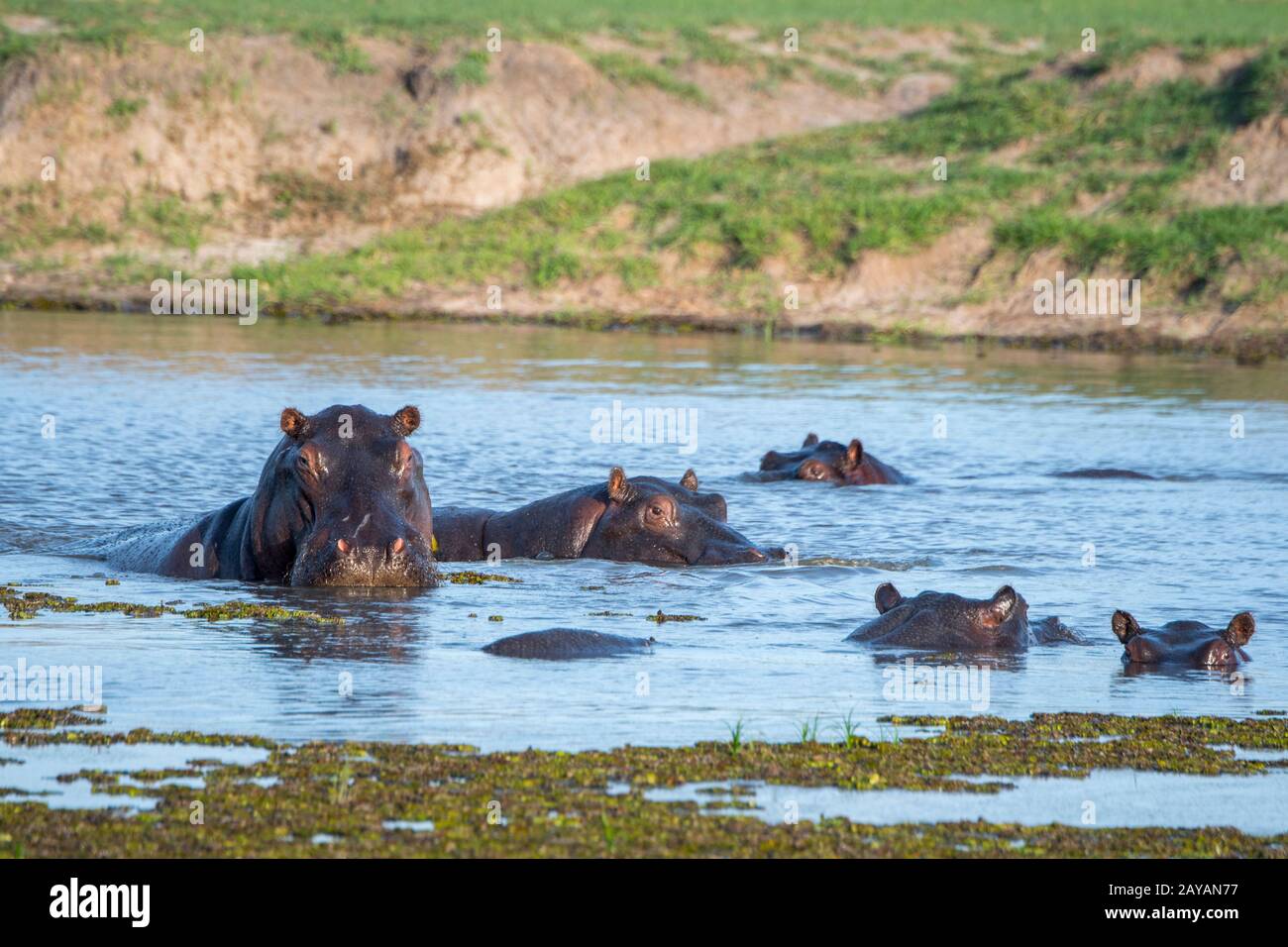Hippopotami (Hippopotamus anfibio) in un fiume nella zona delle pianure di Gomoti, una concessione di corsa della comunità, sul bordo del sutheas del sistema del fiume di Gomoti Foto Stock