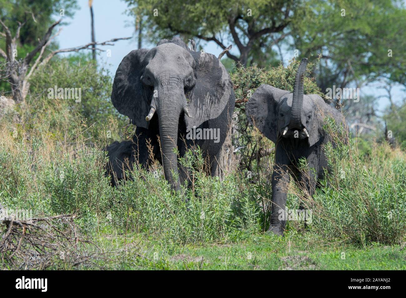 Elefanti africani (Loxodonta africana) che smelling il veicolo safari nella zona delle pianure di Gomoti, una concessione di corsa della comunità, sul bordo dei Gomoti ri Foto Stock